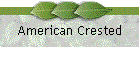 American Crested