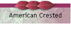 American Crested